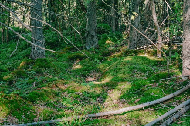 Beaucoup de mousses vertes dans la grande forêt bois arbre Nature grand vert forêt paysage extérieur parc écosystème scène tronc beauté