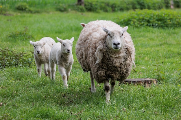 Photo beaucoup de moutons en allemagne