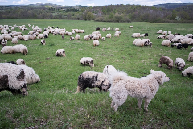 Beaucoup de moutons avec leur chien de garde