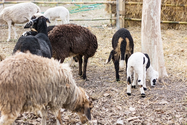 beaucoup de moutons ont un noir et un blanc et un brun comme une partie de leur famille.