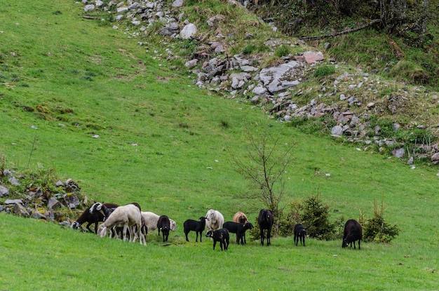 Beaucoup de moutons sur le pré