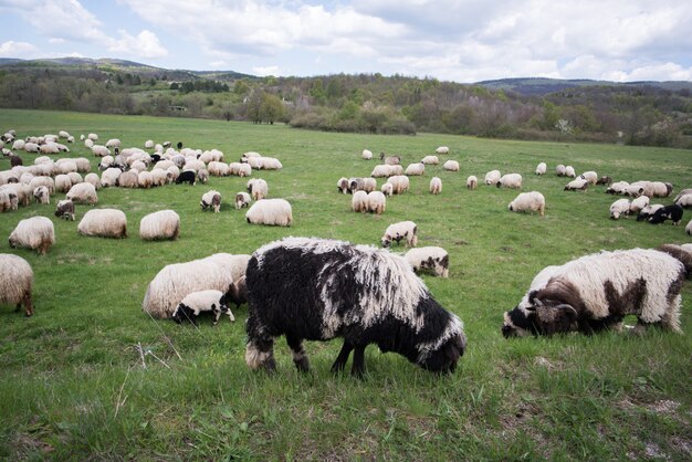 Beaucoup de moutons sur le terrain de montagne