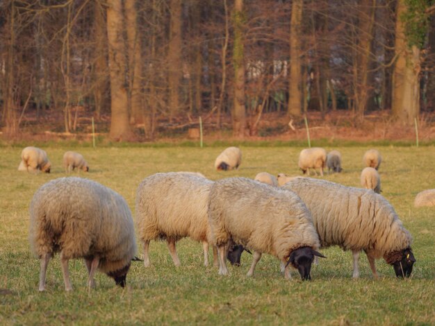 Beaucoup de moutons en Westphalie