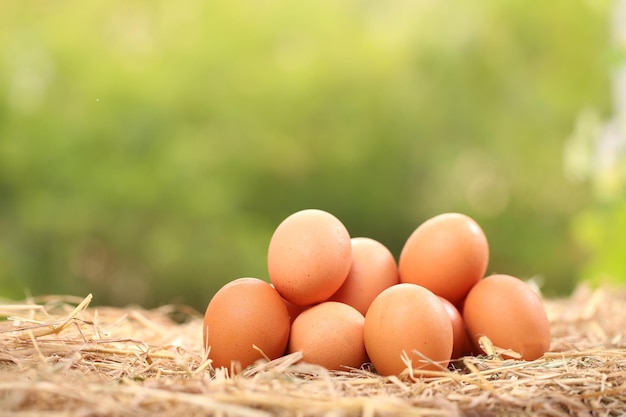 Beaucoup d'œufs de canard blanc ou de poule ensemble en groupe comme arrière-plan L'œuf propre de la ferme est bon pour la santé car riche en protéines sur la paille de riz séchée comme la nature et les œufs biologiques