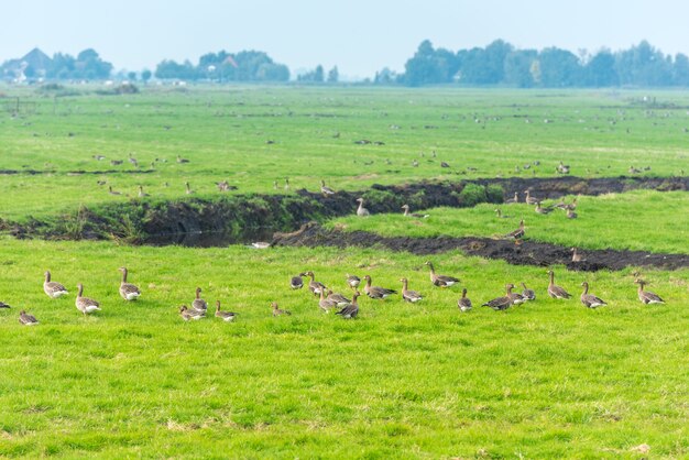 Beaucoup d'oies sauvages à la recherche de nourriture sur le pré aux Pays-Bas
