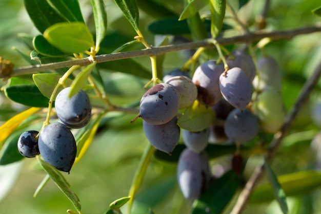 Beaucoup d'olives sur l'arbre