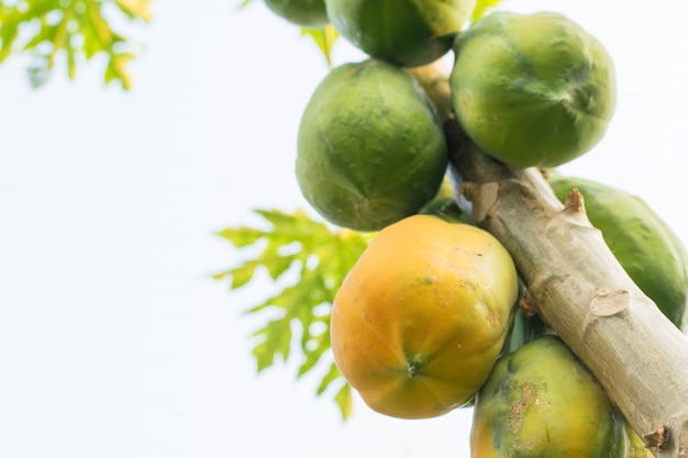 beaucoup de papaye sur l&#39;arbre