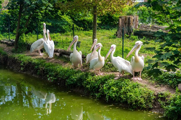 Beaucoup de pélicans sont près de l'étang sur l'herbe verte