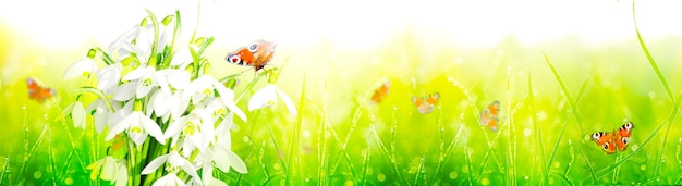 Beaucoup de perce-neige dans les premiers jours du printemps avec papillon