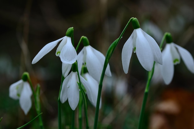 Beaucoup de perce-neige frais