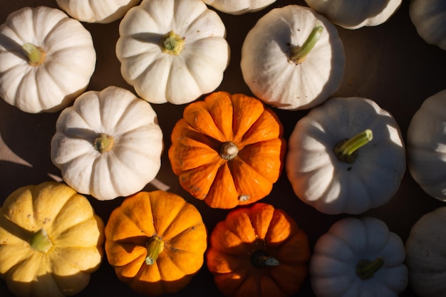 Beaucoup de petites citrouilles décoratives pour le fond