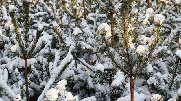 Beaucoup de petits arbres. Les branches du sapin de Noël sont recouvertes de neige, d'épicéa naturel. Fond d'hiver.