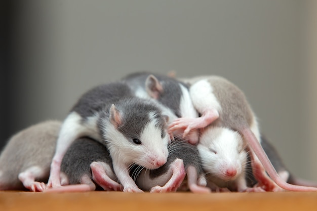 Beaucoup de petits bébés rats rigolos se réchauffant les uns sur les autres.