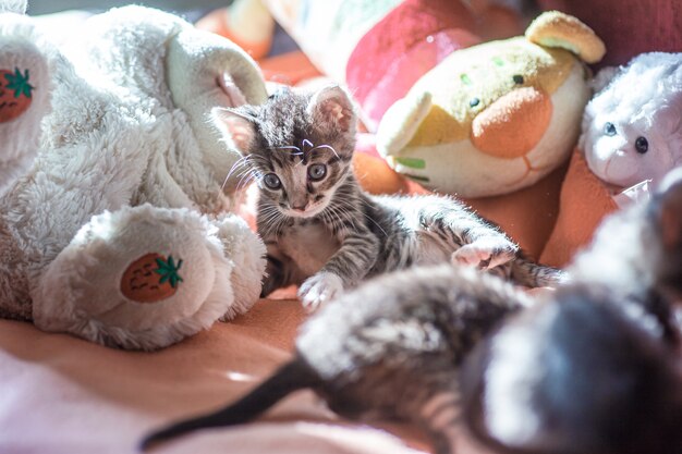 Beaucoup de petits chatons jouent sur le lit