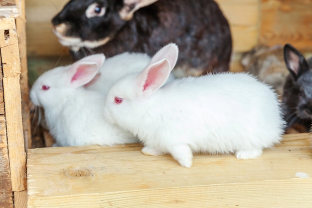 Beaucoup de petits lapins de l'alimentation différents sur la ferme des animaux en huche à lapins