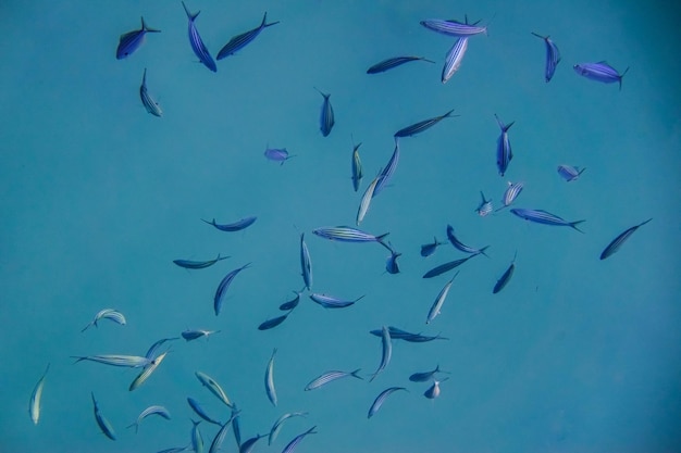 Photo beaucoup de petits poissons dépouillés dans l'eau bleue de la mer rouge