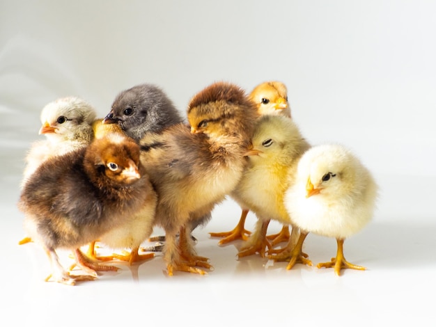 Beaucoup de petits poulets bruns nouveau-nés sur blanc avec espace de copie