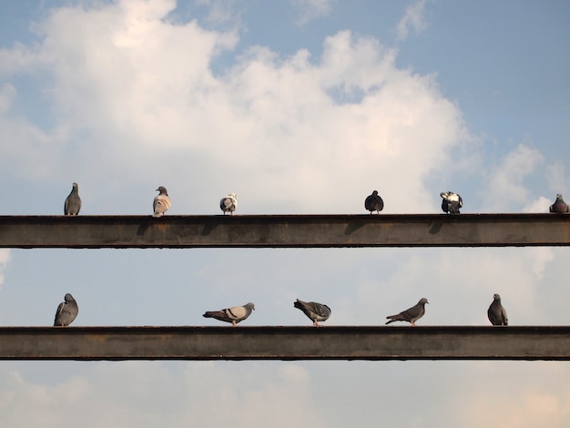 Photo beaucoup de pigeon