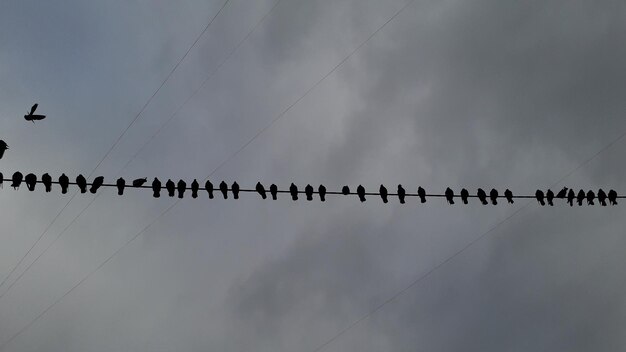 Beaucoup de pigeons assis sur un fil électrique