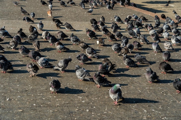 Beaucoup de pigeons dans la rue sous le soleil