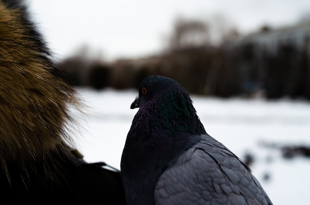 Beaucoup de pigeons. Pigeons en groupe et un à la fois. Nourrir les pigeons. Oiseaux en hiver. Macro de pigeon, patte rouge, patte de pigeon. Un homme tient une colombe sur sa main. Oiseau mangeant avec la main