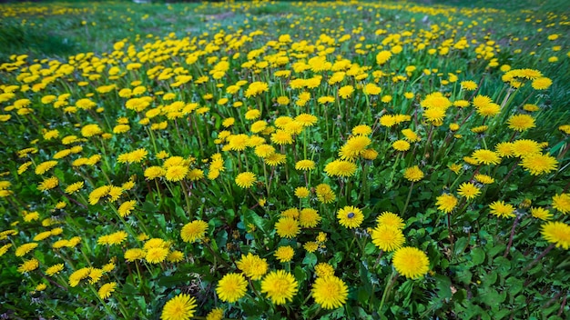 beaucoup de pissenlits en fleurs sur la pelouse au printemps, fond naturel