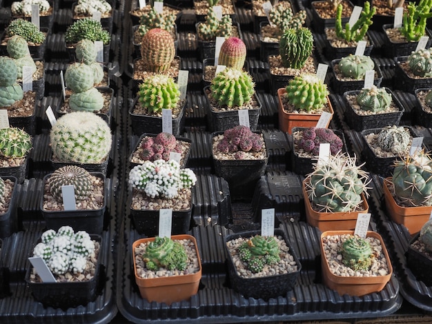 Beaucoup de plantes de cactus