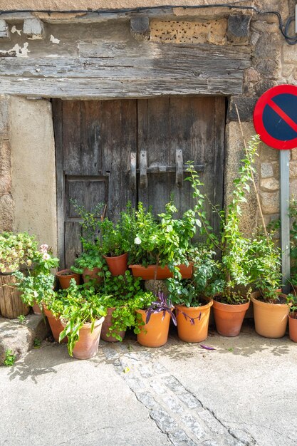 Beaucoup de plantes en pot devant une vieille porte en bois avec un loquet en bois fait main