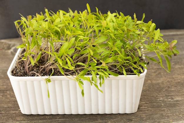 Beaucoup de plants de tomates ont germé dans un pot