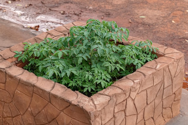 Beaucoup de plants de tomates plantés