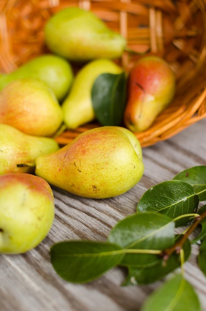 Beaucoup de poires mûres renversées du panier sur une vieille table en bois