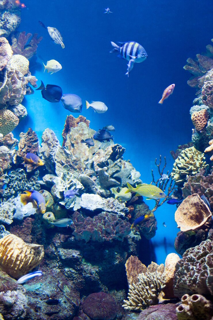 Beaucoup de poissons divers