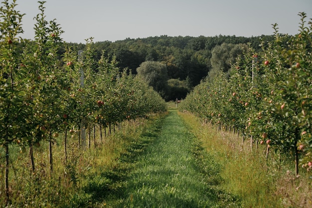 Beaucoup de pommes juteuses mûres colorées sur une branche dans le jardin prêtes pour la récolte en automne Verger de pommiers