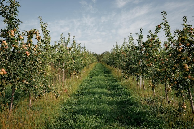 Beaucoup de pommes juteuses mûres colorées sur une branche dans le jardin prêtes pour la récolte en automne Verger de pommiers