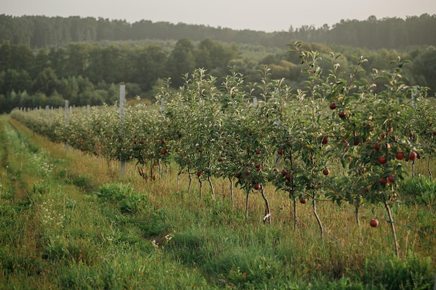 Beaucoup de pommes juteuses mûres rouges colorées sur une branche dans le jardin prêtes pour la récolte en automne Verger de pommiers