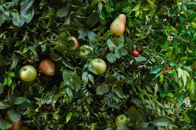 Beaucoup de pommes mûres juteuses