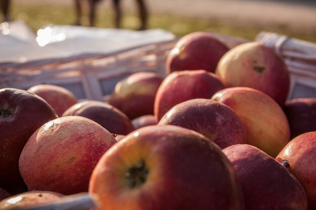 Beaucoup de pommes rouges dans un panier au marché.