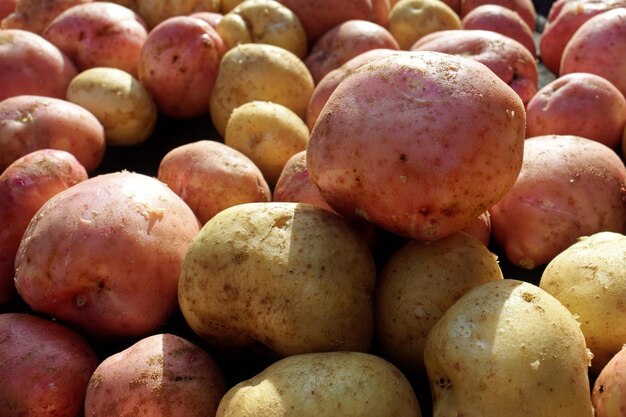 Beaucoup de pommes de terre propres et grosses de la nouvelle récolte de légumes naturels du fermier par une journée ensoleillée