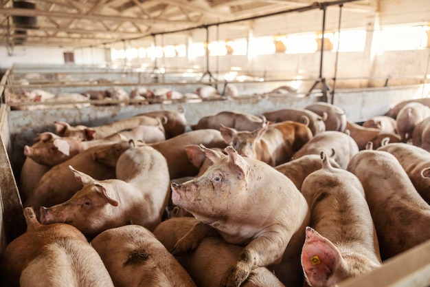 Beaucoup de porcs adultes dans une ferme porcine Élevage Industrie de la viande et agriculture