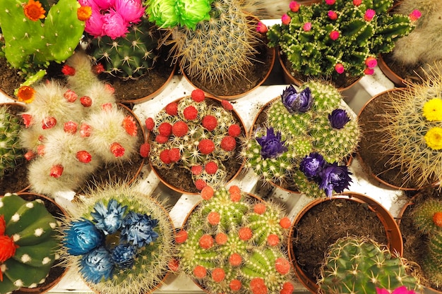 Beaucoup de pots avec des cactus en fleurs.