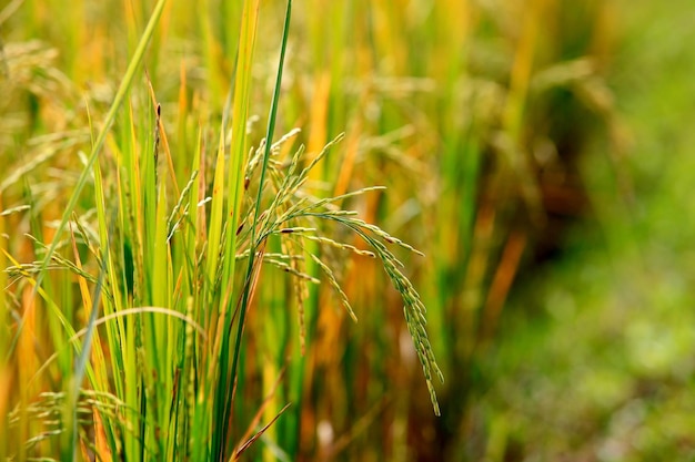 beaucoup de pousses de riz plantées pour l'agriculture