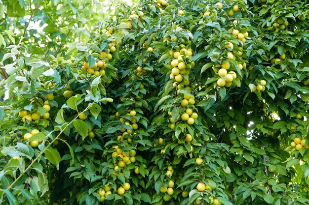 Beaucoup de prunes sur prunier gros plan prunes vertes prunes sur gros plan de branche