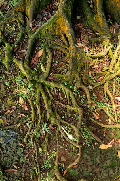 beaucoup de racines dans la forêt