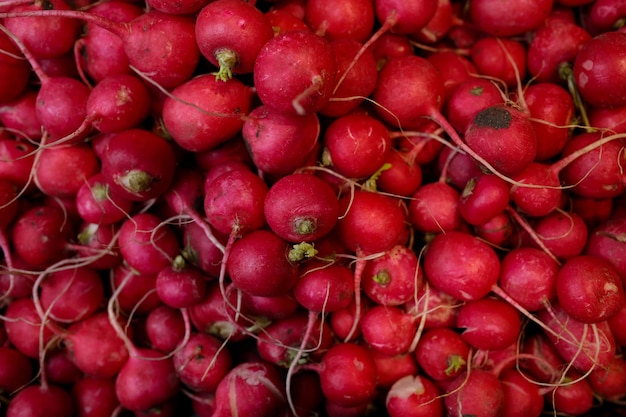 beaucoup de radis rouges fond de radis rouges beaucoup de radis beaucoup de radis mûrs frais