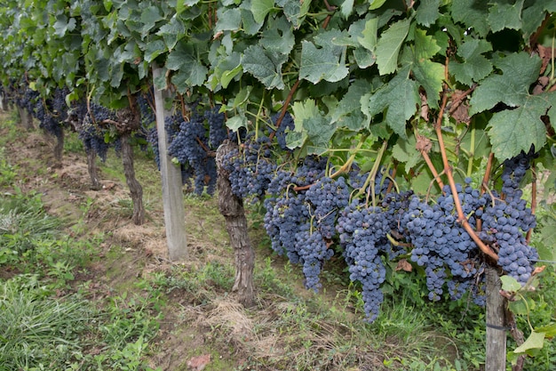 Beaucoup de raisins bleus sur vignes, Bordeaux, France