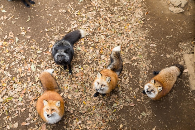 Beaucoup de renard à la recherche d'une collation