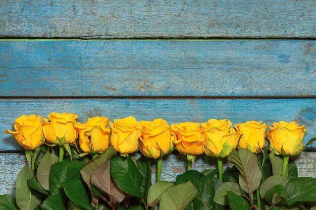 Beaucoup de roses jaunes sur un fond en bois bleu