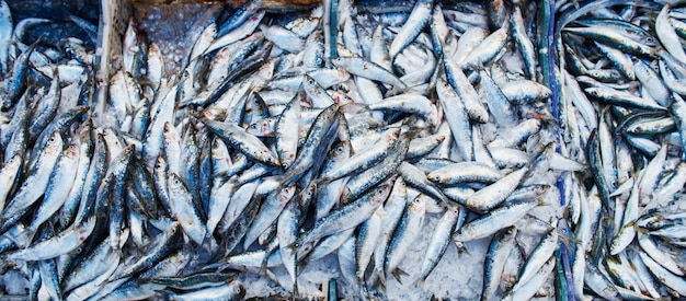 Beaucoup de sardines de l&#39;Atlantique vendues en boîtes