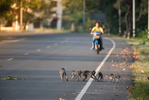 Beaucoup de singes jouent sur la route