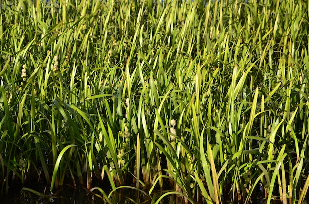 Beaucoup de tiges de roseaux verts